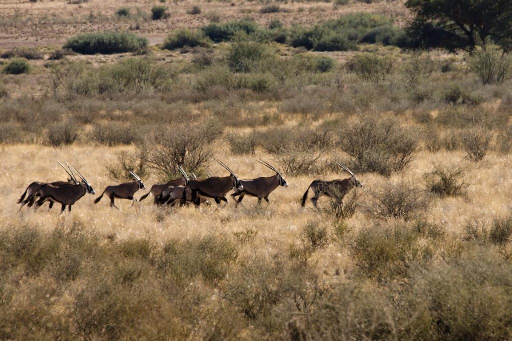 Rennende Oryx-Antilopen