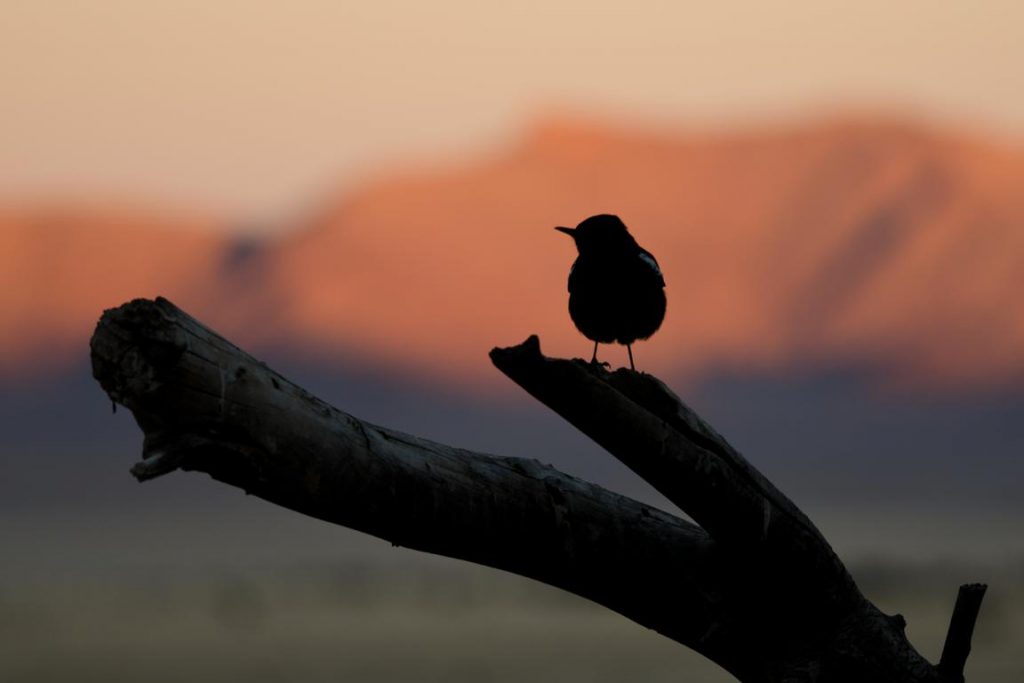 Vogel im Gegenlicht des Sonnenaufgangs