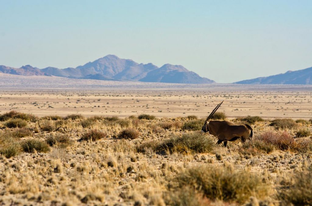 Einsame Oryx Antilope