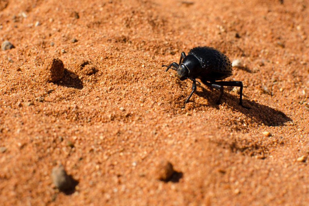Tok Tokkie Käfer im roten Sand