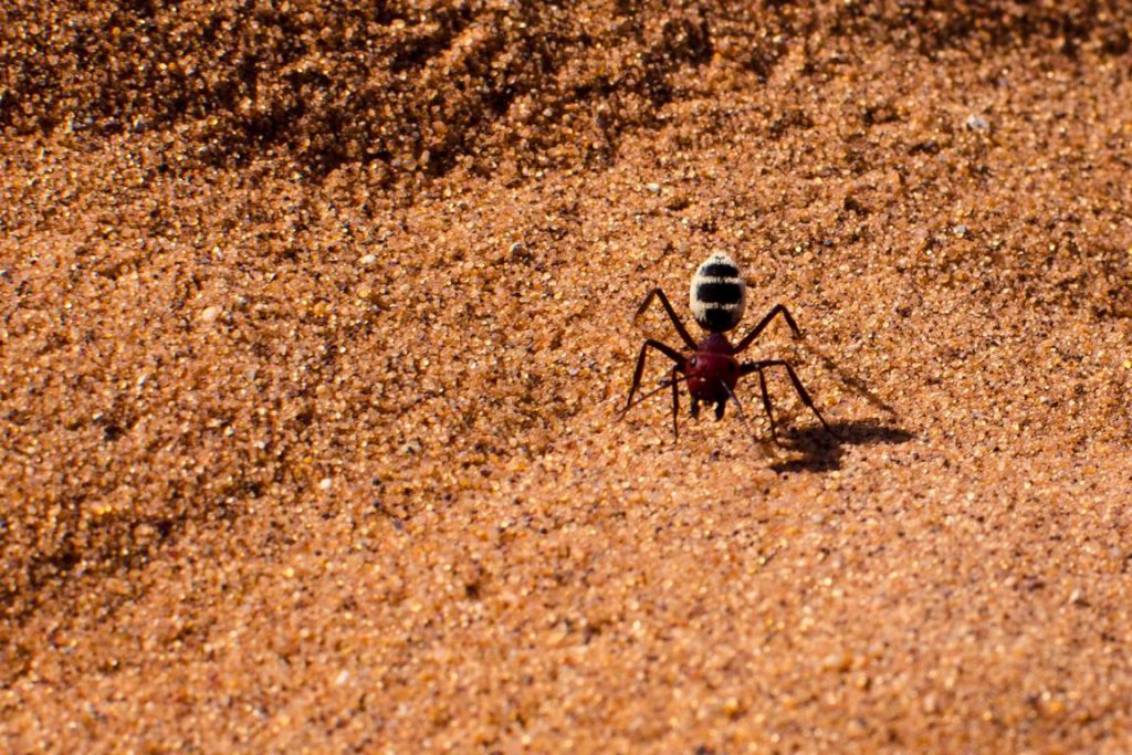 Namib-Dünen-Ameise