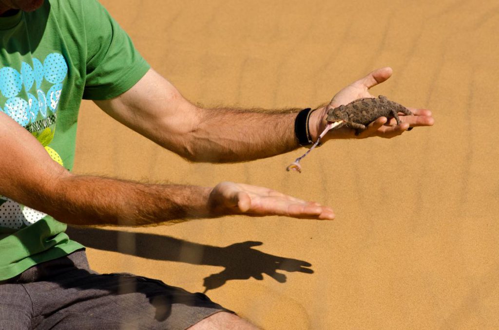 Chamäleon frisst Mehlwurm aus der Hand