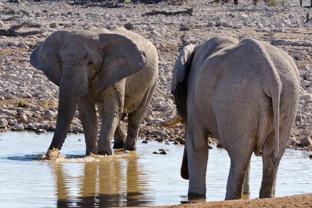 zwei Elefanten am Wasserloch