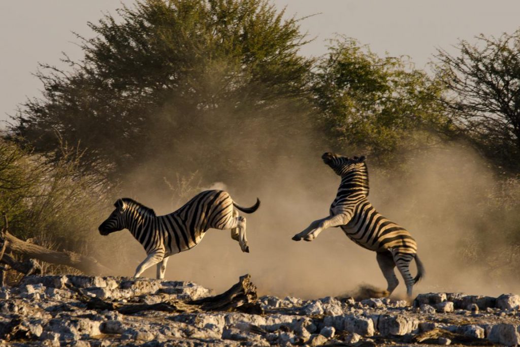 tretende Zebras in aufgewühlter Staubwolke