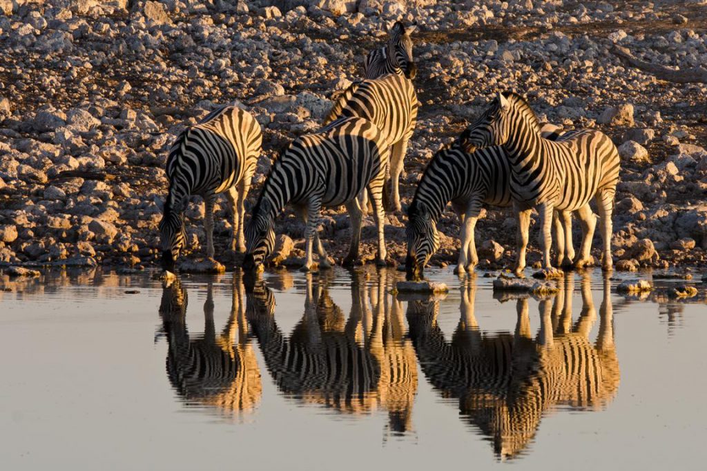 Zebras trinken am Wasserloch
