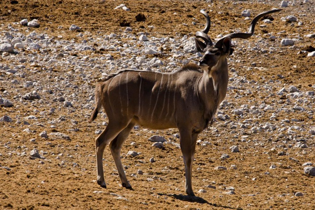 große Kudu-Antilope mit langen, gedrehten Hörnern