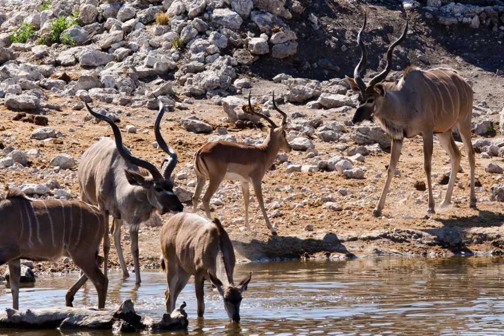 Impala trifft Kudu