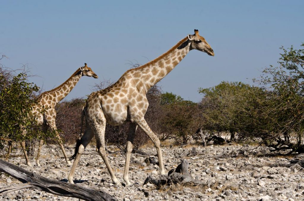 zwei Giraffen wollen die Straße kreuzen