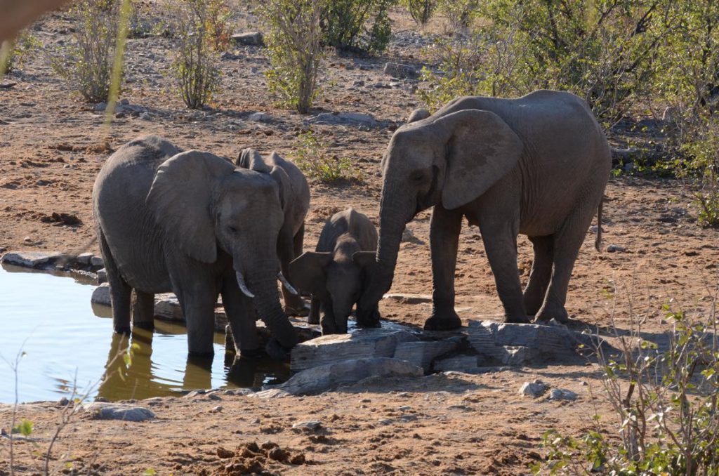 Elefantenbaby mit Tanten am Wasserloch
