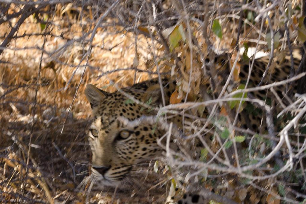 flüchtender Leopard