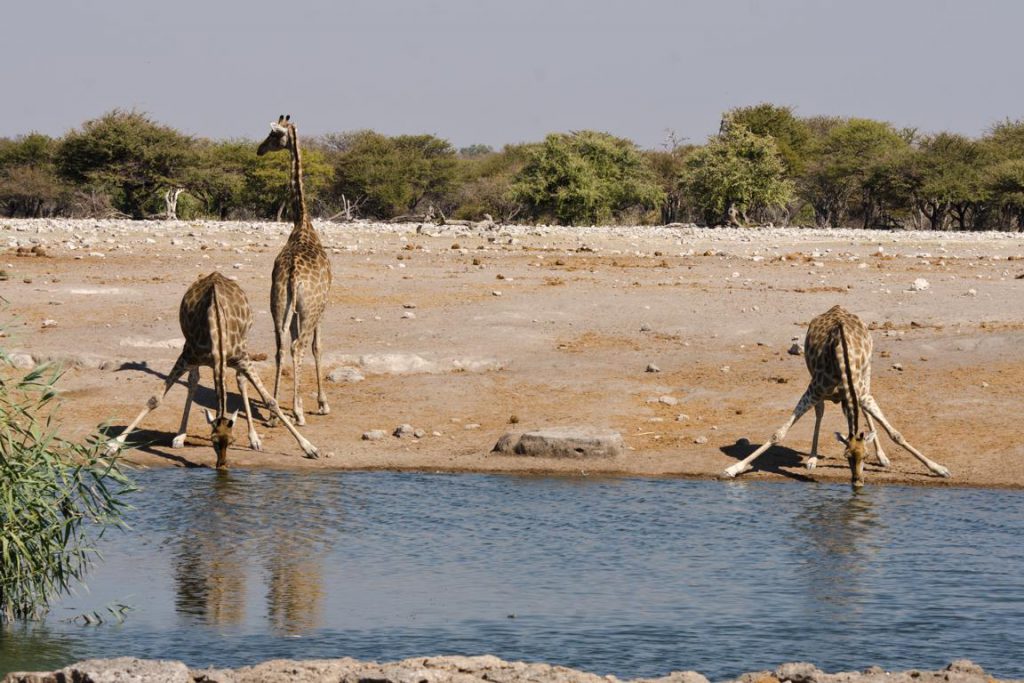 zwei Giraffen üben Spagat am Wasserloch