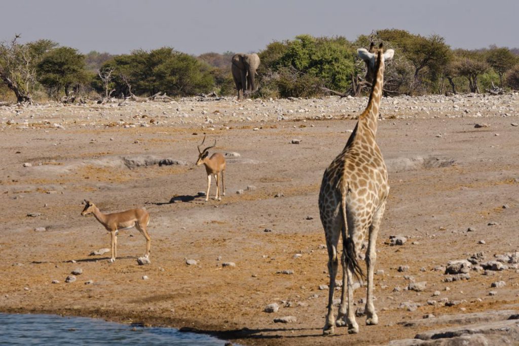 Giraffe beobachtet näher kommenden Elefanten