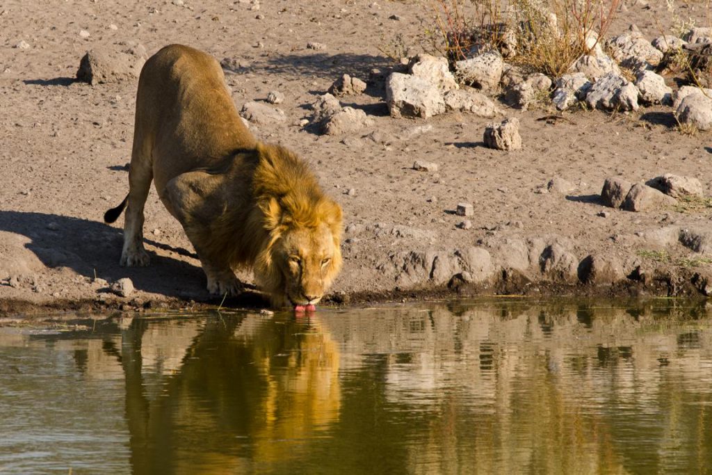Löwenmännchen am Wasserloch