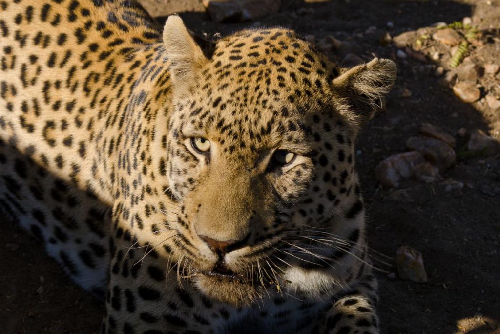 Leopard fixiert uns mit den Augen