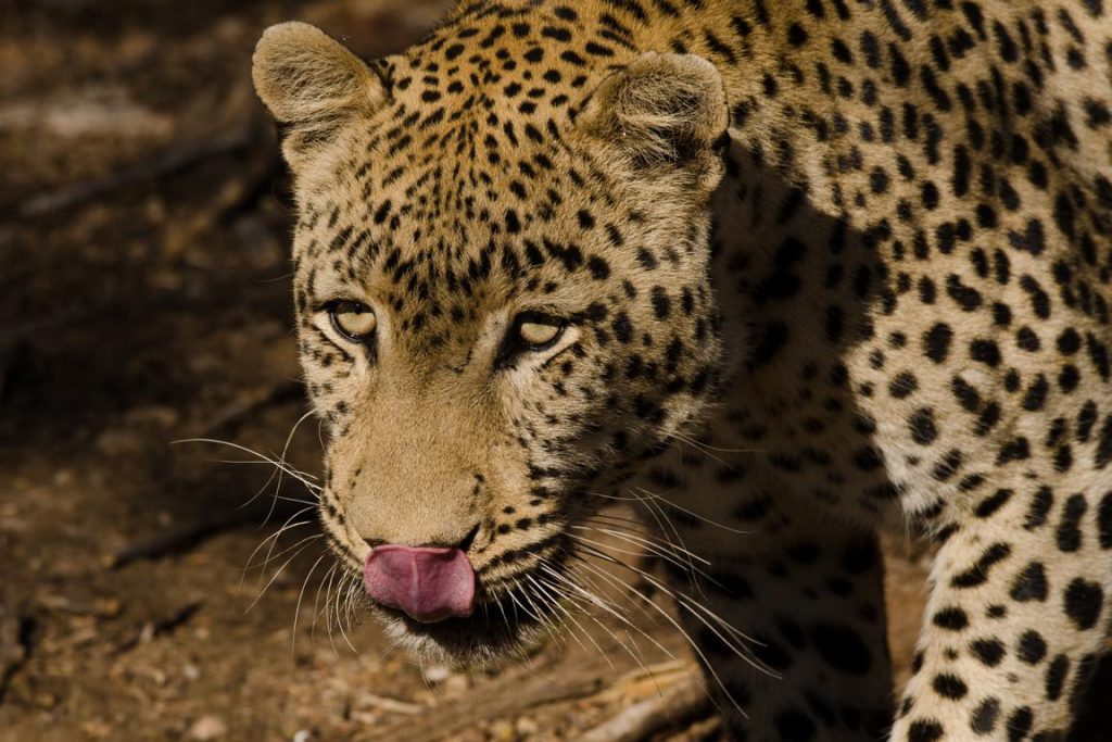 Leopard leckt sich genussvoll die Schnauze