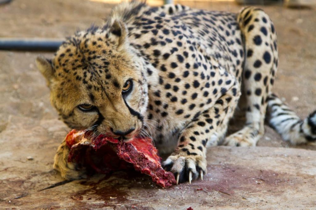 Gepard verteidigt Fleisch mit eindeutigem Blick