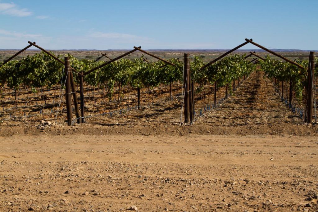 Weinanbau in Namibia