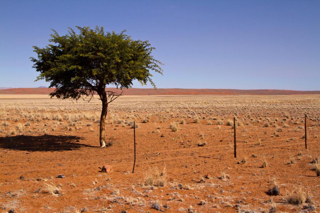 Einzelner Baum im roten Sand