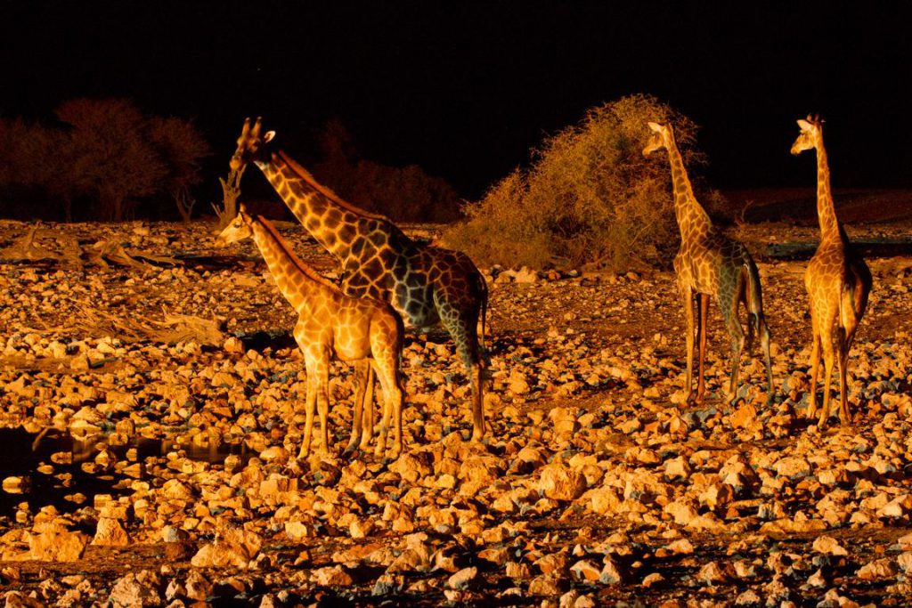 vier Giraffen nähern sich vorsichtig dem Wasserloch