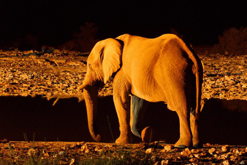 Elefant nachts am Wasserloch