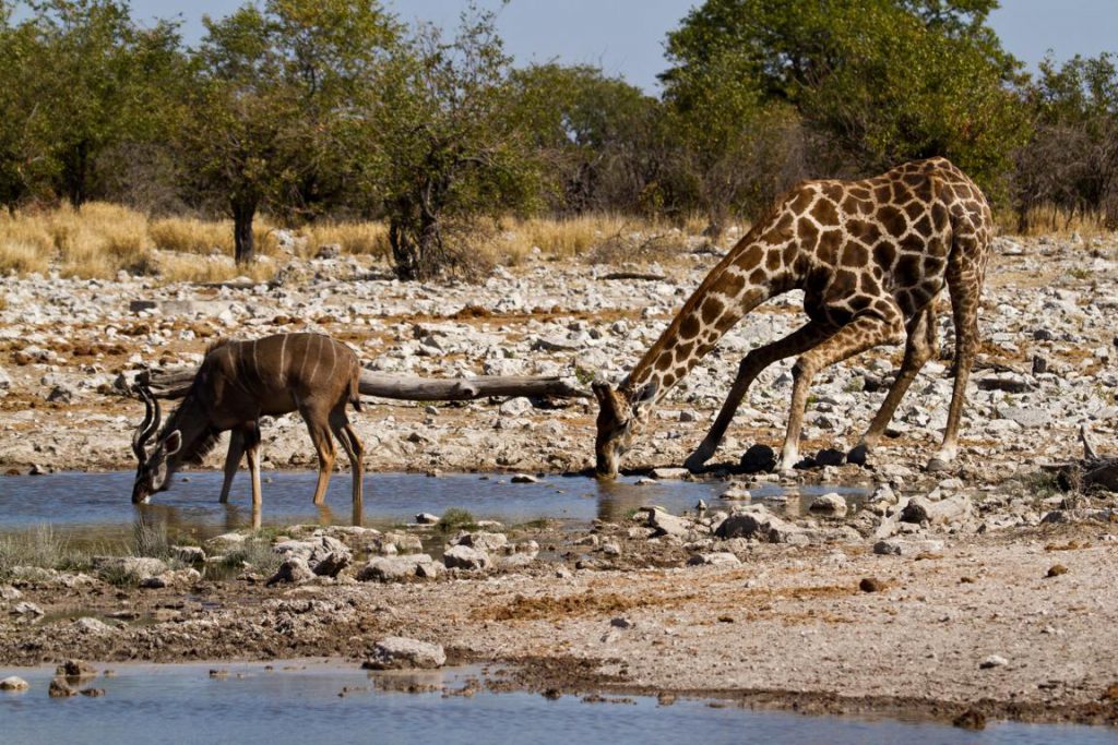 Giraffe geht am Wasserloch in die Knie