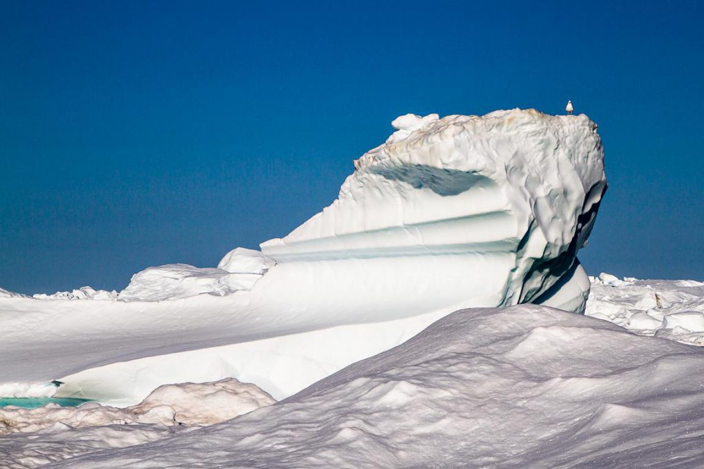 Großer Eisberg mit Möwe