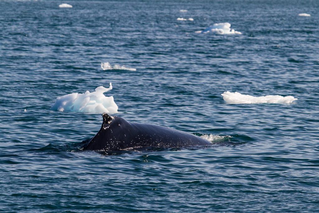Rückeflosse eines Buckelwals in Grönland