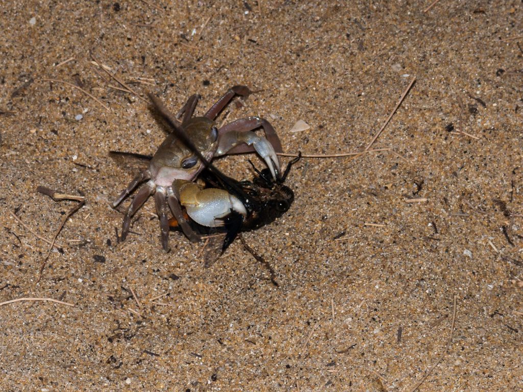 Todeskampf - Krabbe gegen Zikade