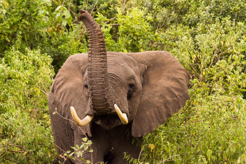 Elefant mit erhobenem Rüssel im Nebelwald