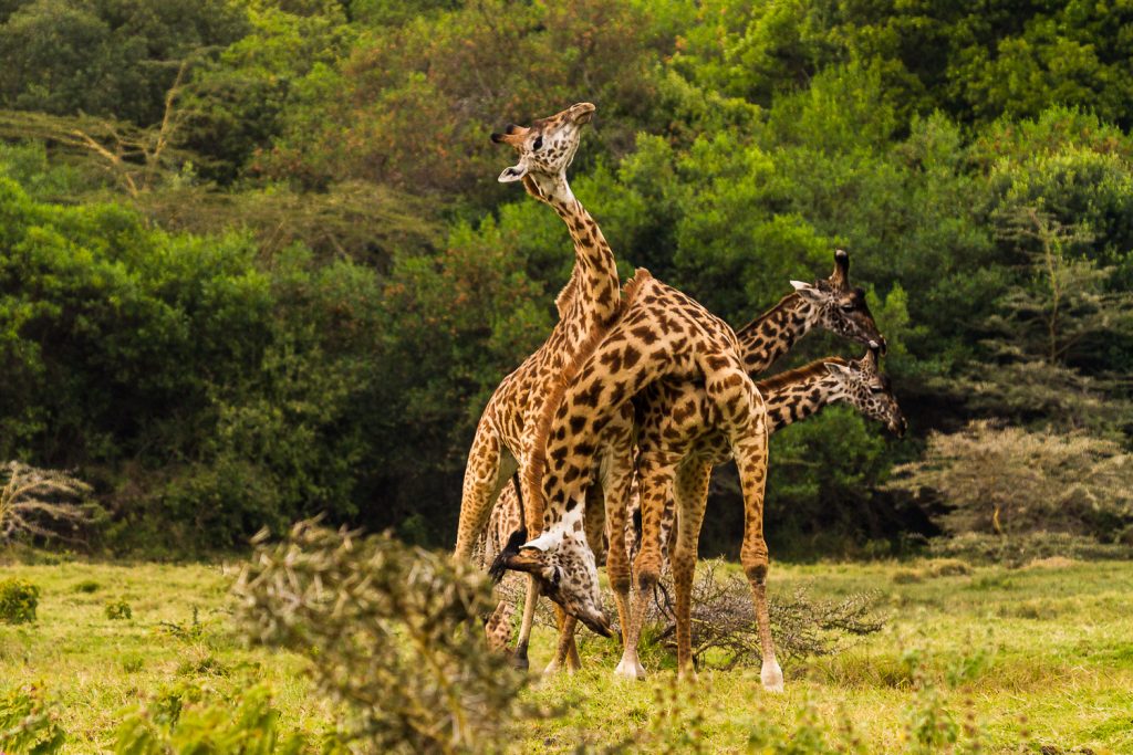 Kämpfende Giraffen