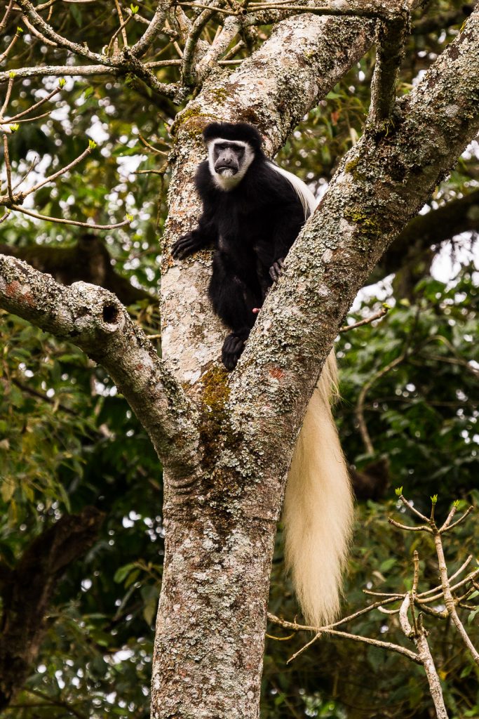 Colobus-Affe im Baum