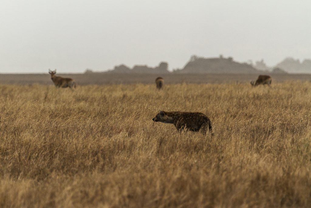 Hyäne während des Reifenwechsels