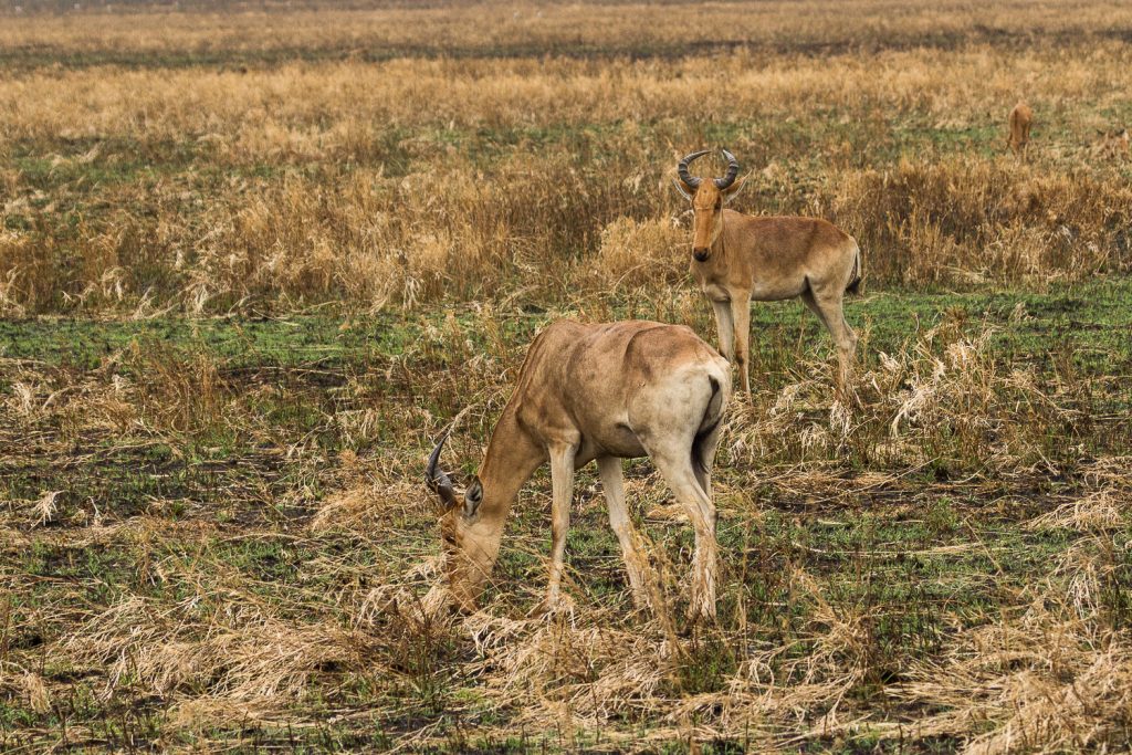 Kongoni-Kuhantilope in der Serengeti