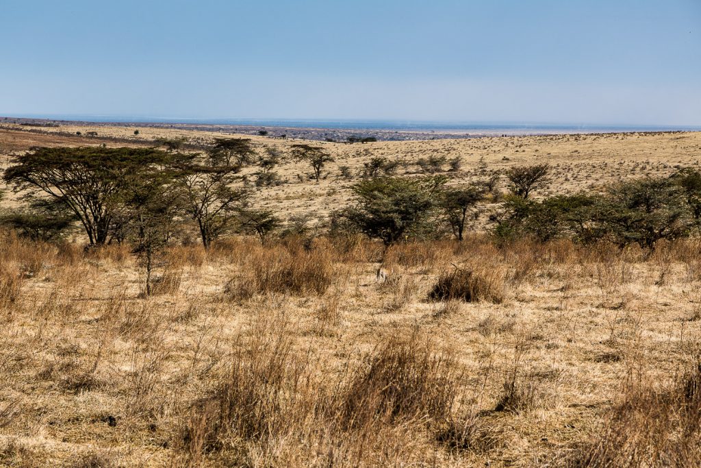Gepard versteckt in der Landschaft