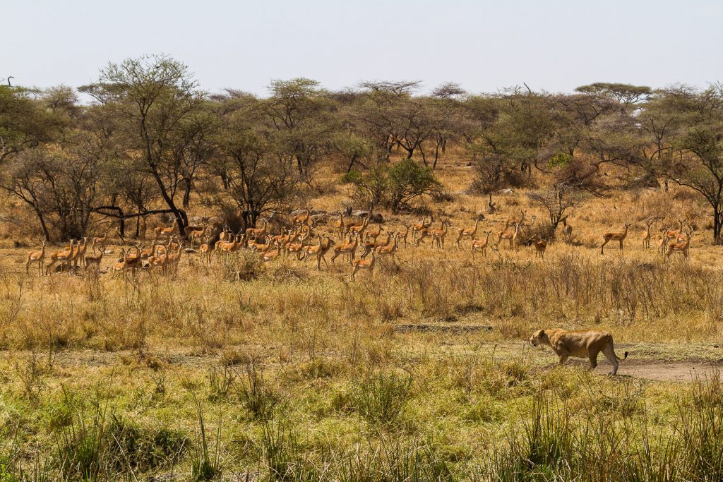 Impala beobachten Löwin