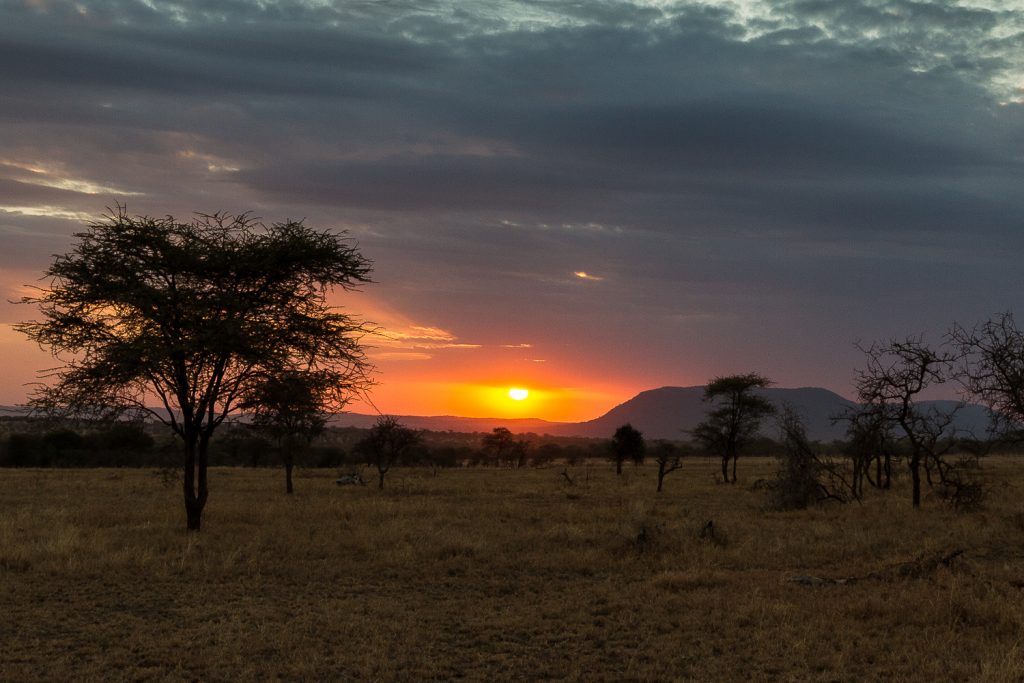 Sundowner in der Serengeti