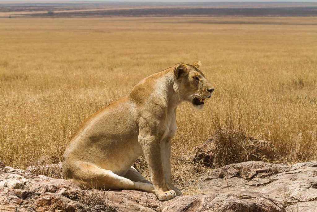 Löwin beobachtet Beute