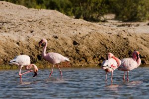 Swakopmund Flamingos