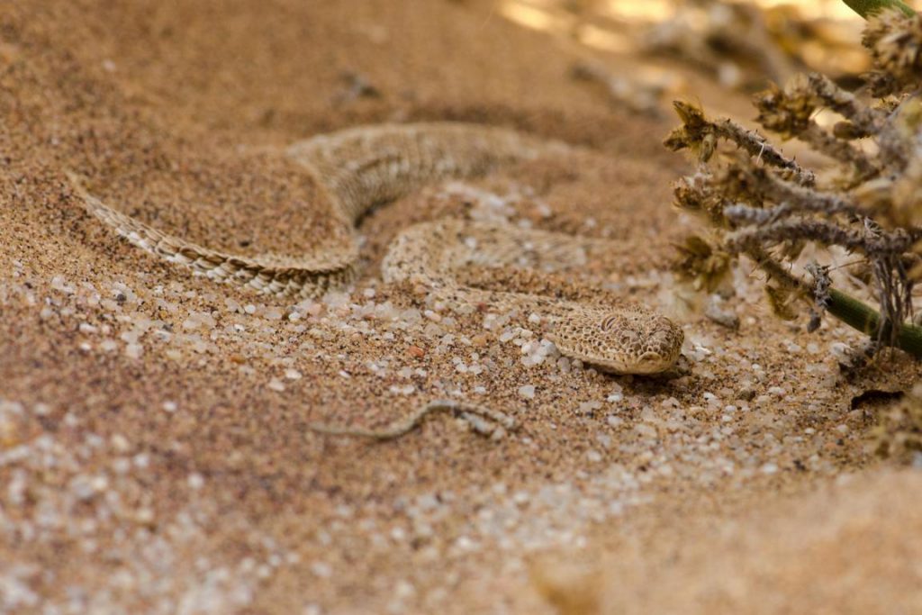 halb vergrabene Sidewinder Snake