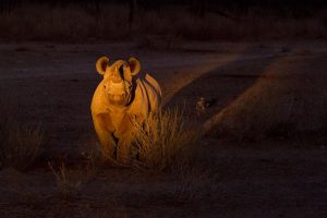 Nashorn im Scheinwerferlicht