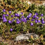 Blütenpracht in Grönland