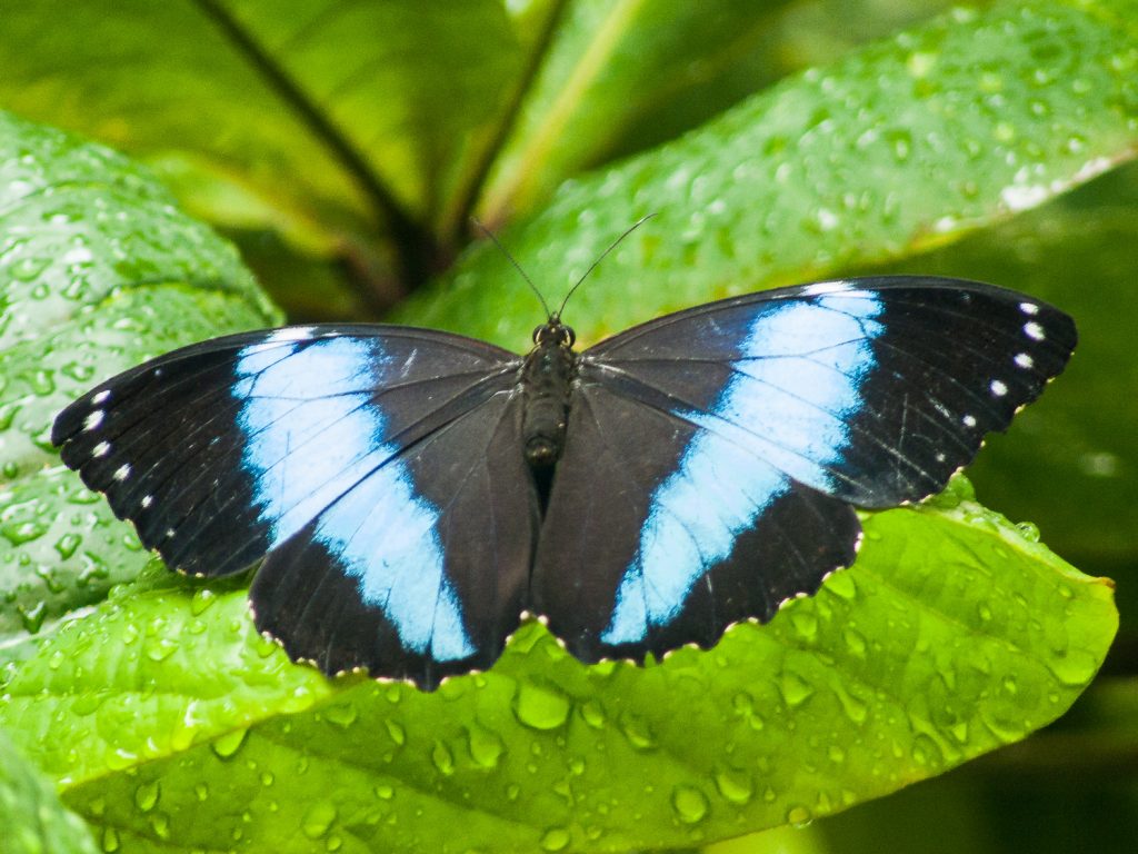Blauer Schmetterling