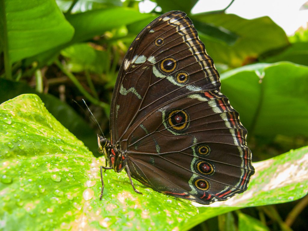 Bräunlicher Schmetterling