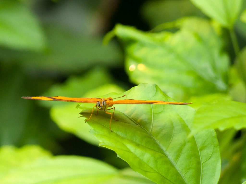 Ockerfarbener Schmetterling
