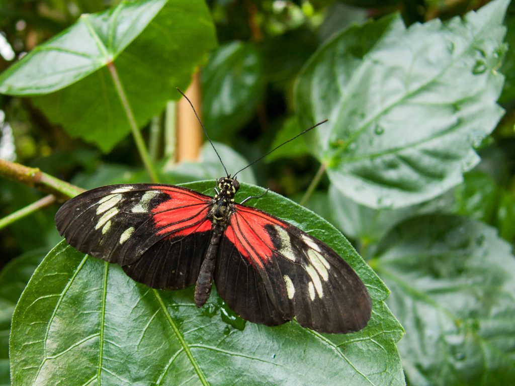 Schwarz-weiß-roter Schmetterling