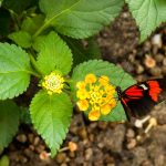 Schwarz-weiß-roter Schmetterling an Blüte