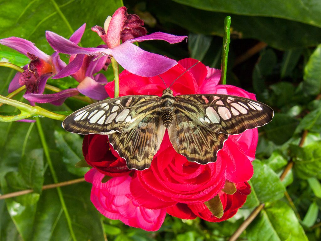 Beiger Schmetterling