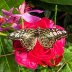 Beiger Schmetterling