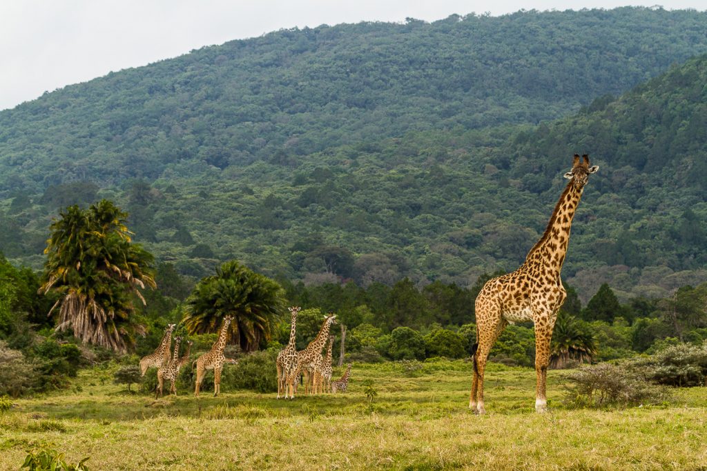 zahlreiche Giraffen im Park