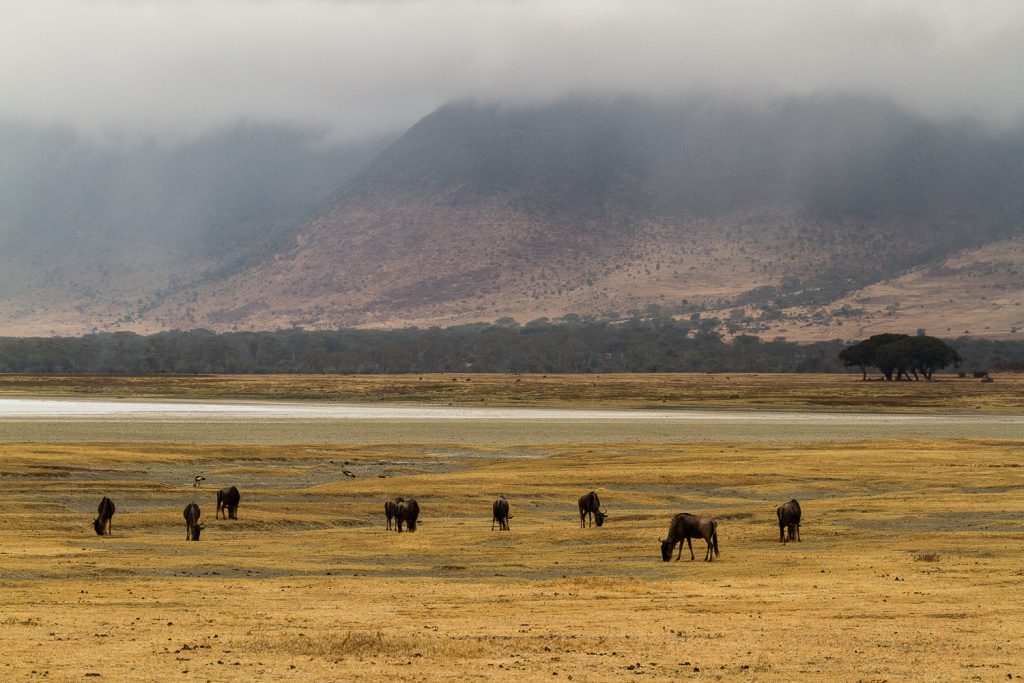Gnus im Ngorongoro-Krater